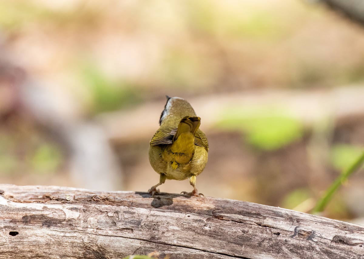 Common Yellowthroat - Matthew Sabourin