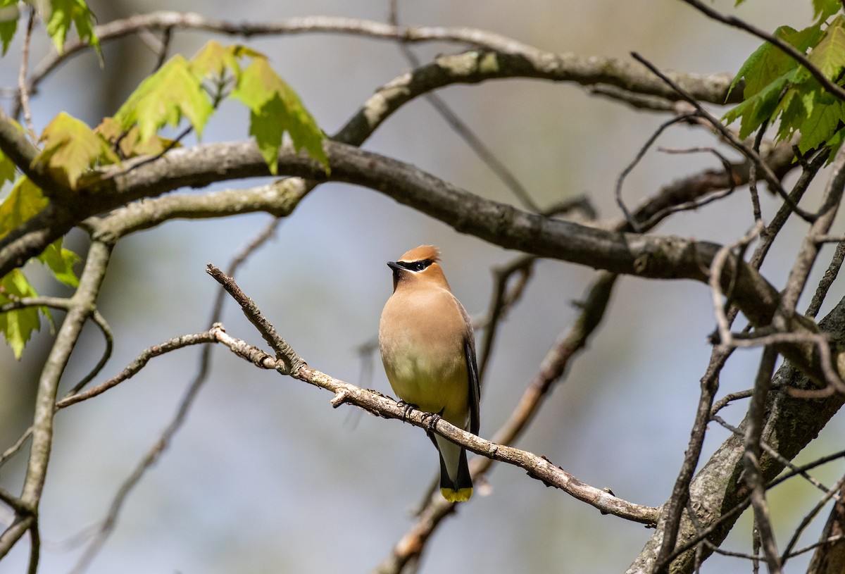 Cedar Waxwing - Matthew Sabourin