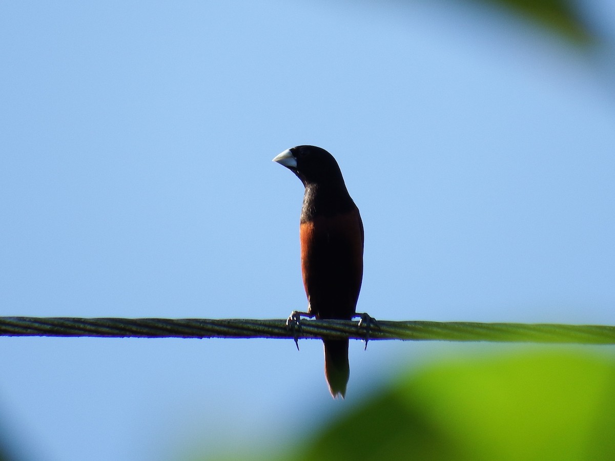 Chestnut Munia - ML23943401