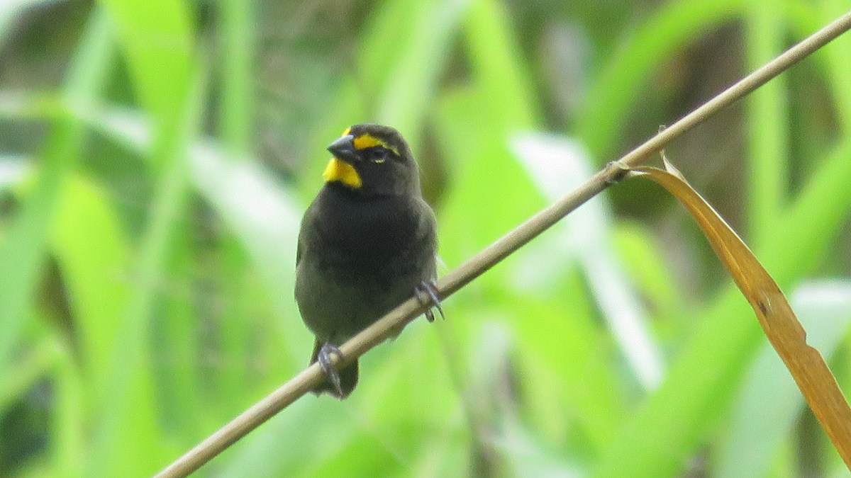 Yellow-faced Grassquit - ML23943421