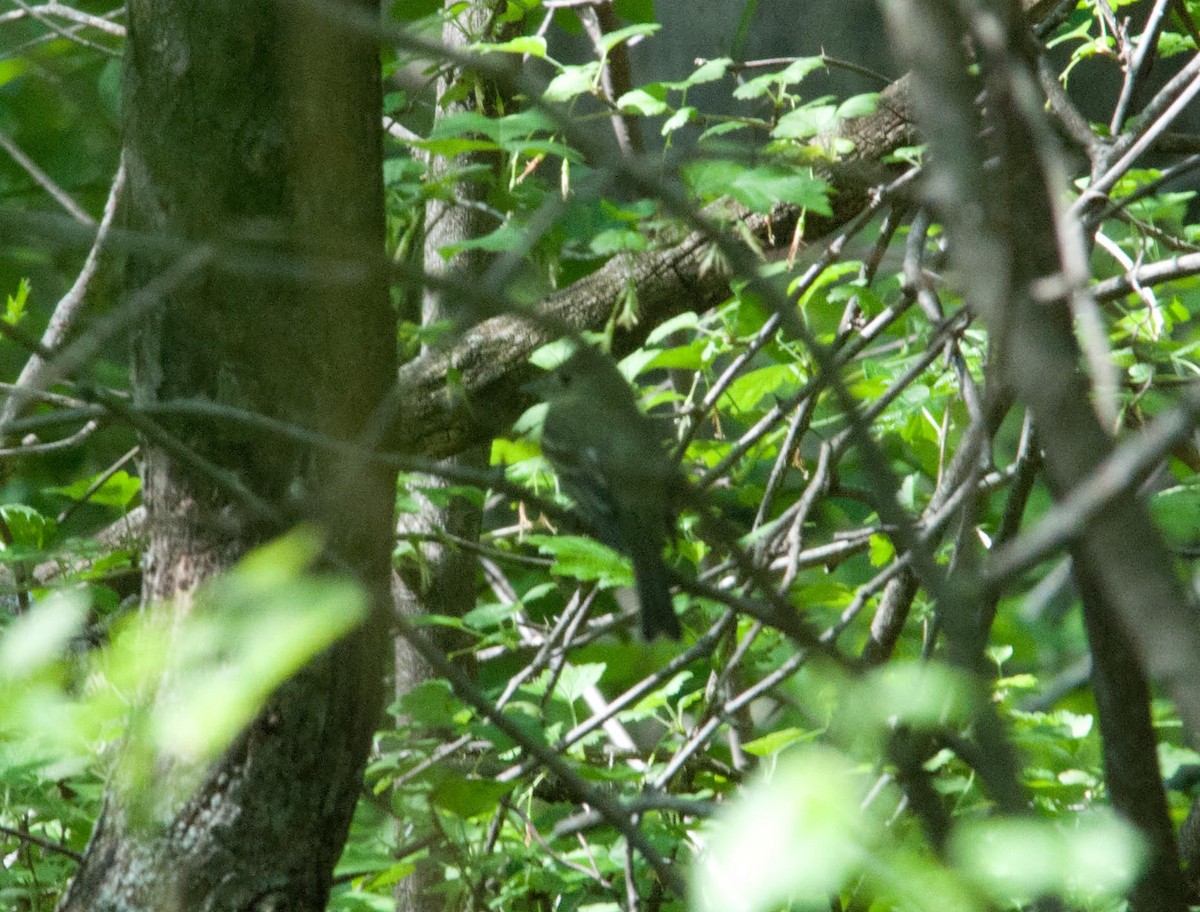 Yellow-bellied Flycatcher - Jeff  Bahls