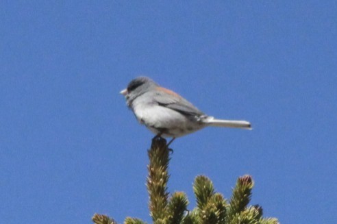 Junco ardoisé (caniceps) - ML23943511