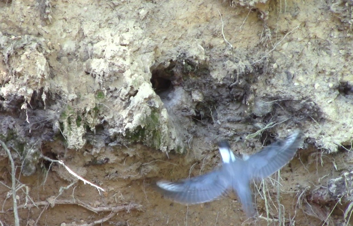 Belted Kingfisher - ML239435501