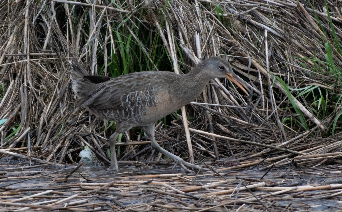 Clapper Rail - ML239435531