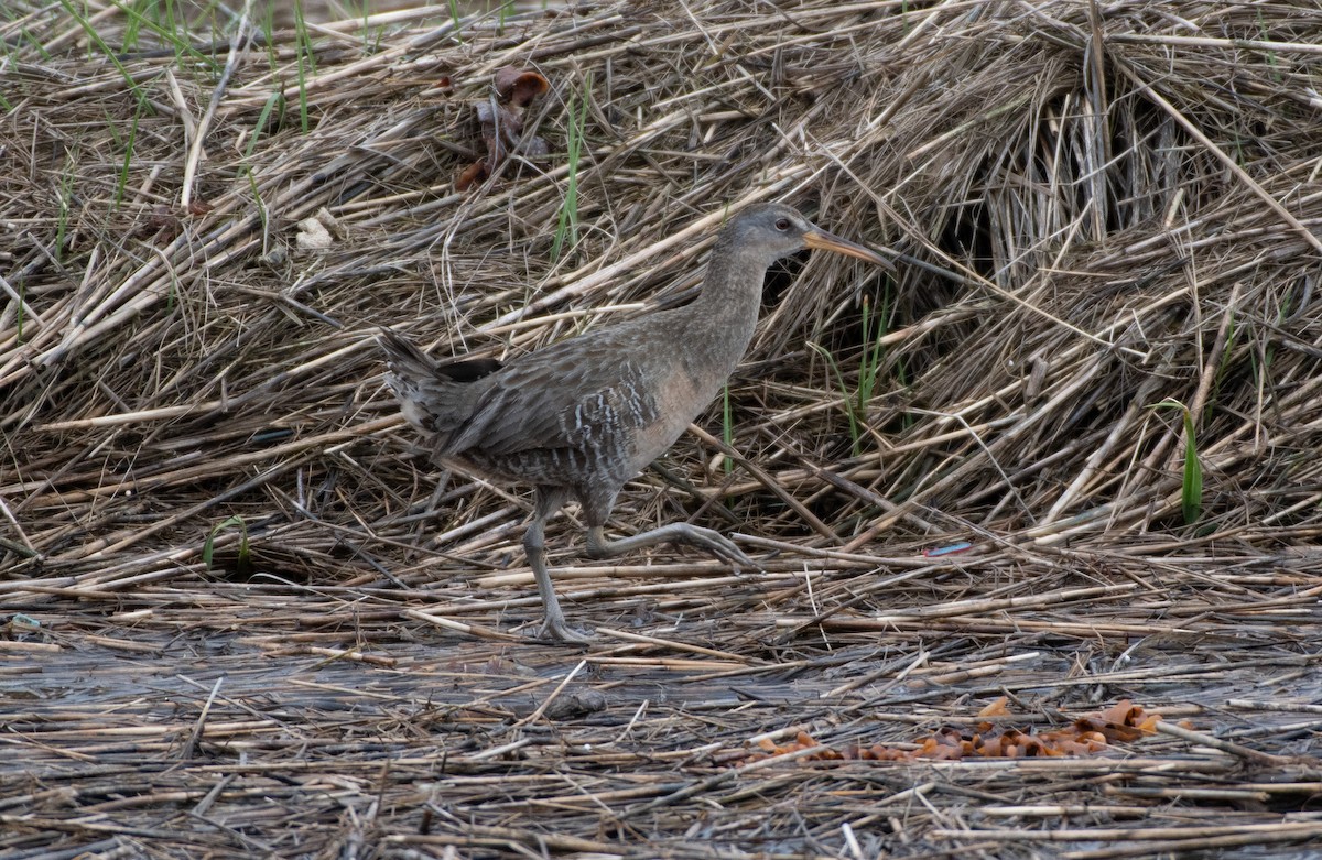 Clapper Rail - ML239435541