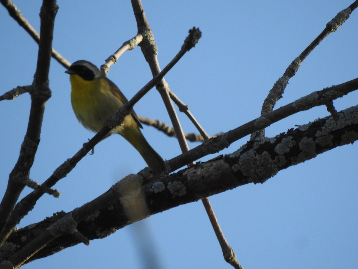 Common Yellowthroat - ML239435551