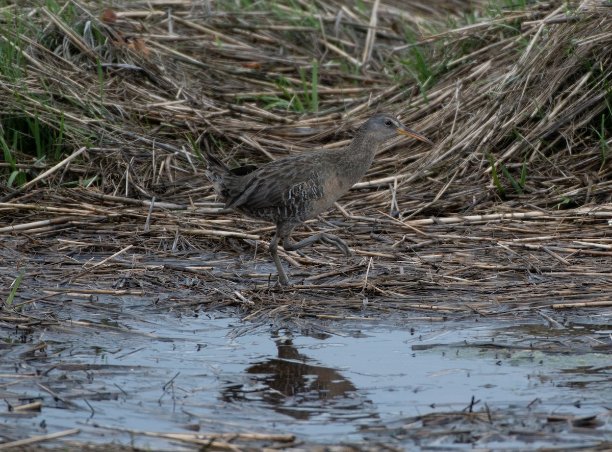 Clapper Rail - ML239435571