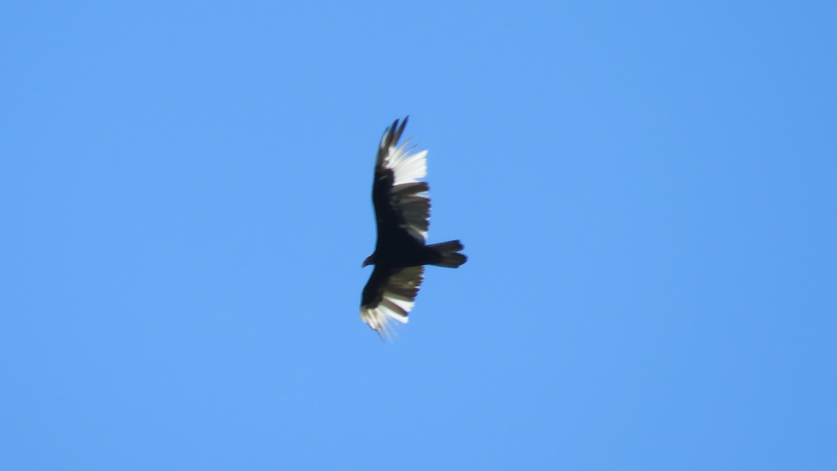 Turkey Vulture - ML23943561