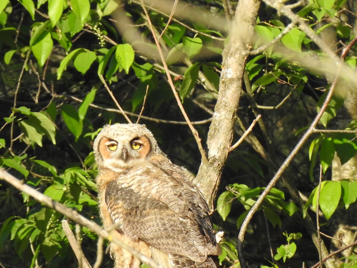 Great Horned Owl - ML239435711
