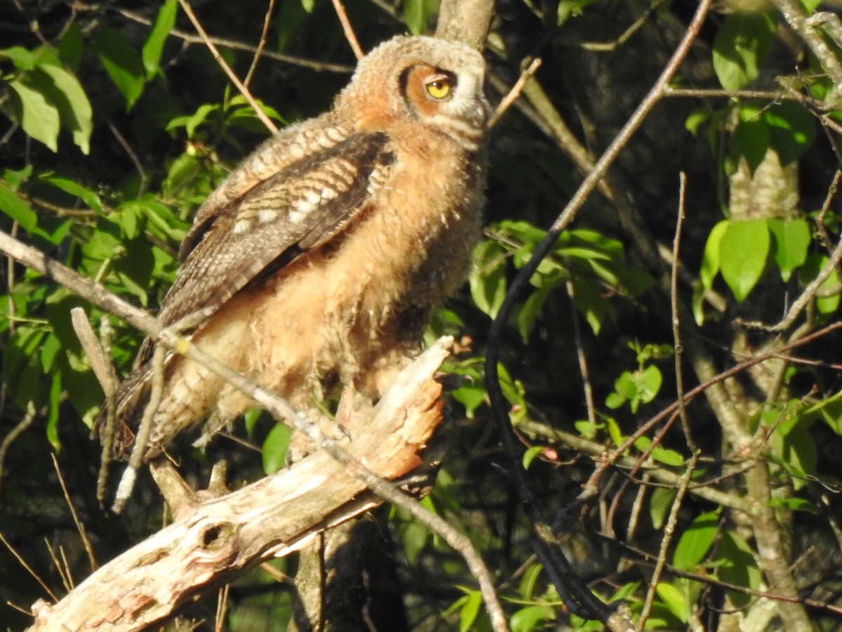 Great Horned Owl - ML239435841