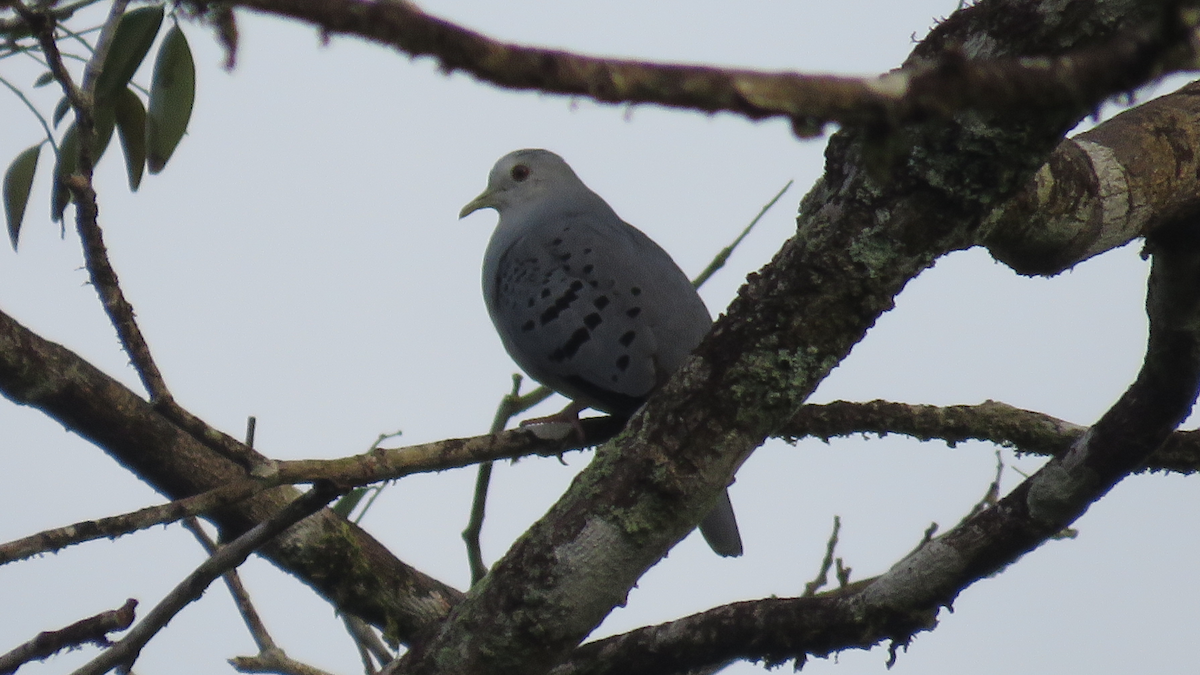 Blue Ground Dove - ML23943651