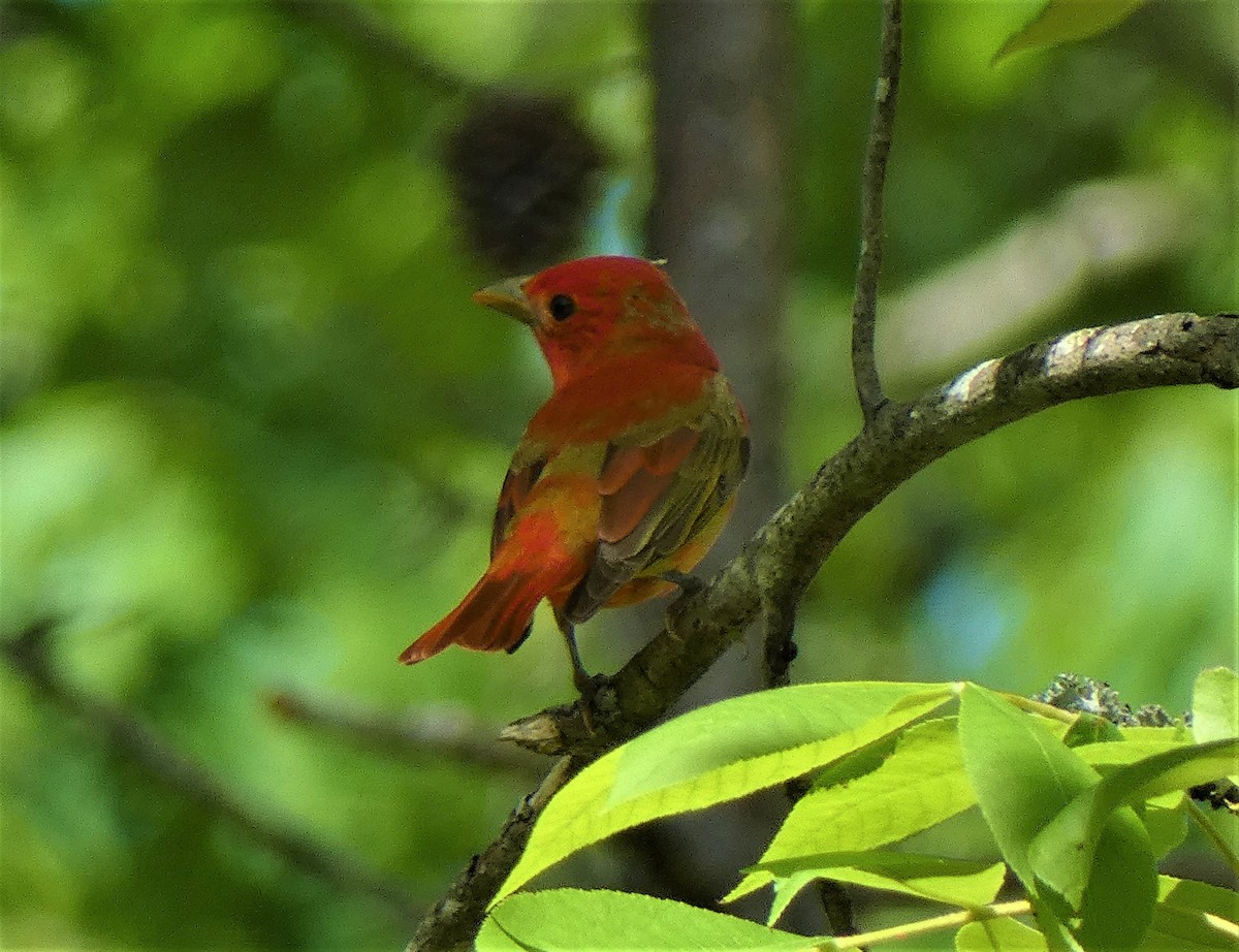 Summer Tanager - ML239437061