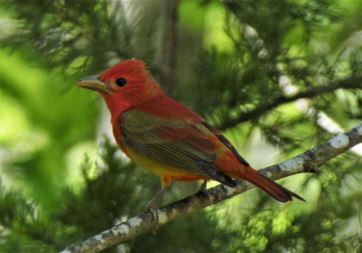 Summer Tanager - ML239437071