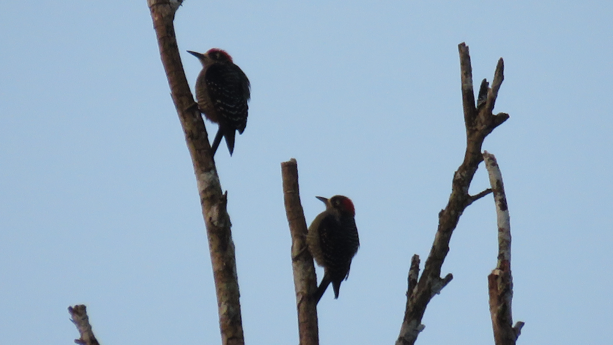 Black-cheeked Woodpecker - ML23943711