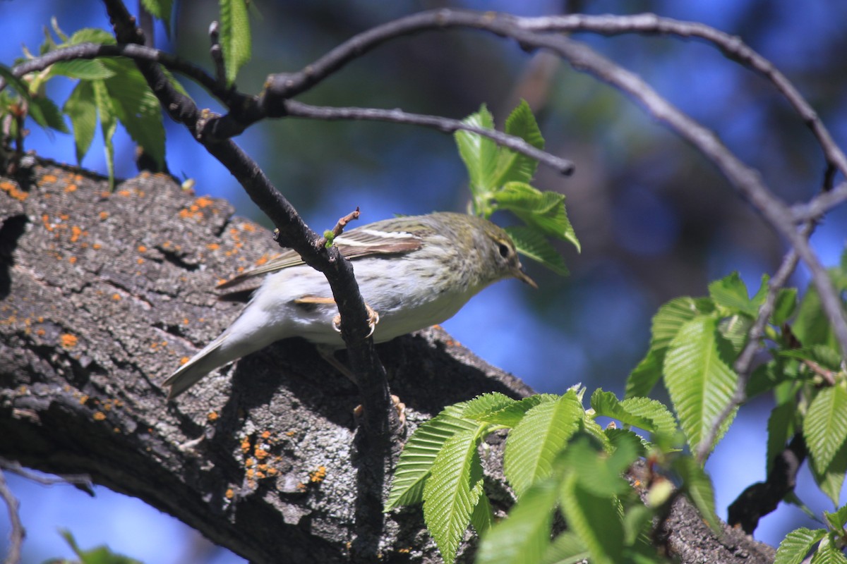 Blackpoll Warbler - Morgan Waller