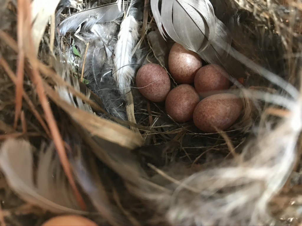 Northern House Wren - Joanne Spetzler