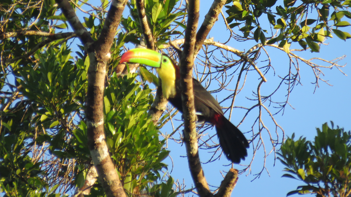 Keel-billed Toucan - ML23943761