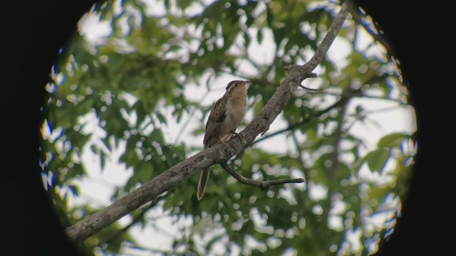 Striped Cuckoo - ML239438271