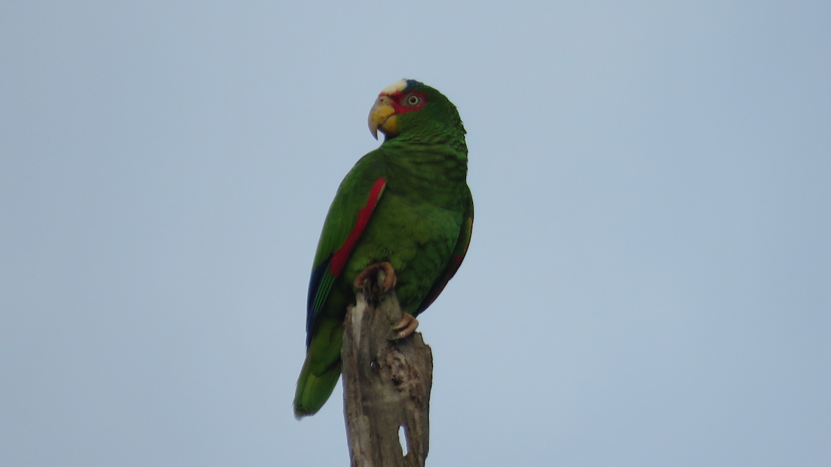 コボウシインコ - ML23943831