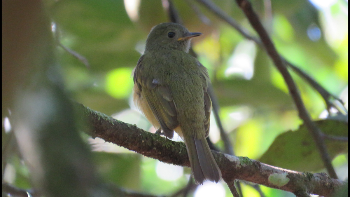 Ochre-bellied Flycatcher - ML23943841