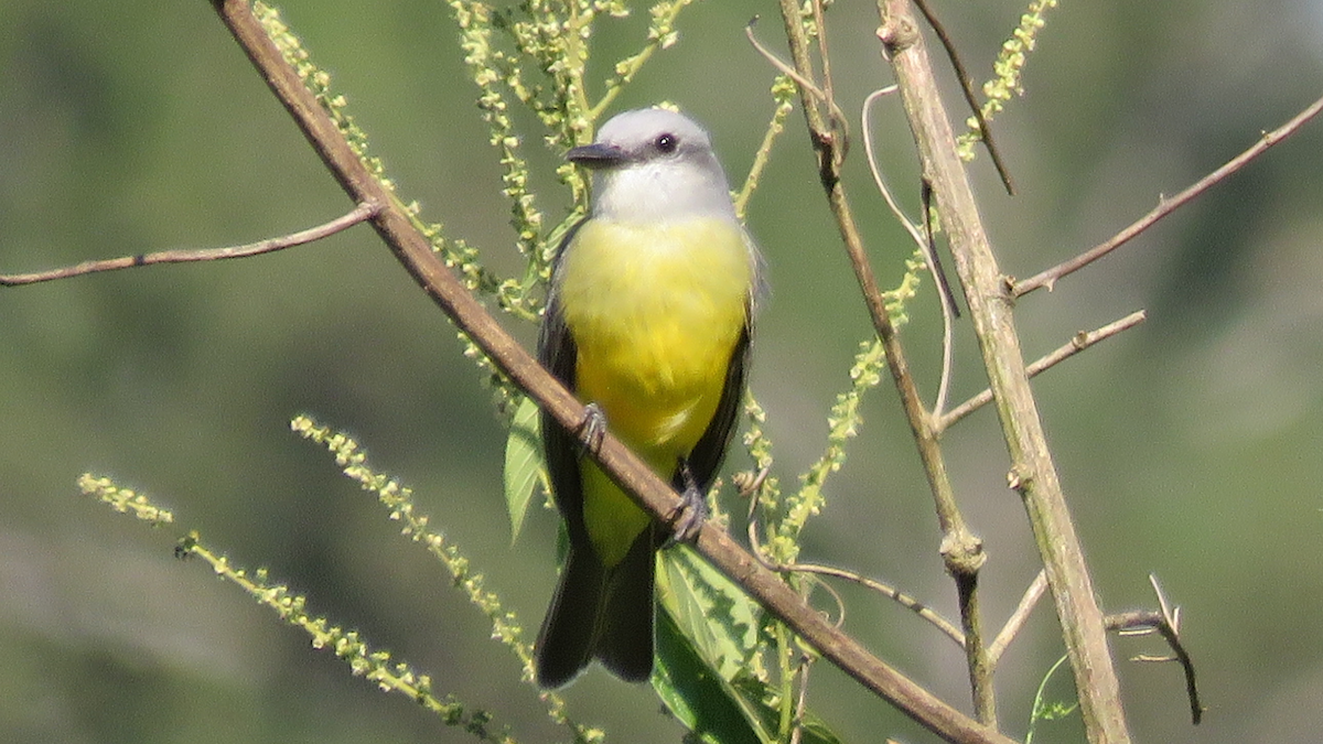 Tropical Kingbird - ML23943871