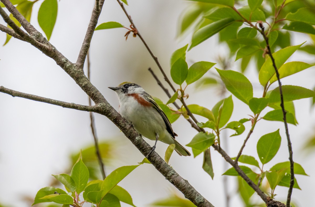 Chestnut-sided Warbler - ML239439201