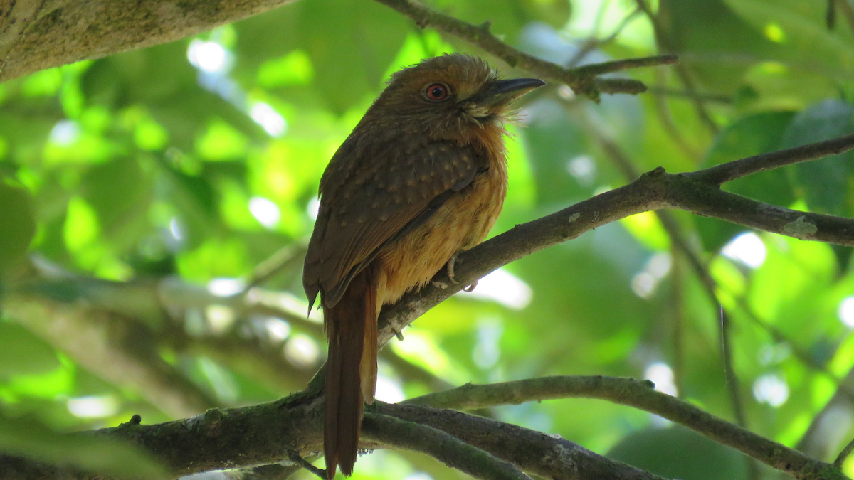 White-whiskered Puffbird - ML23943941