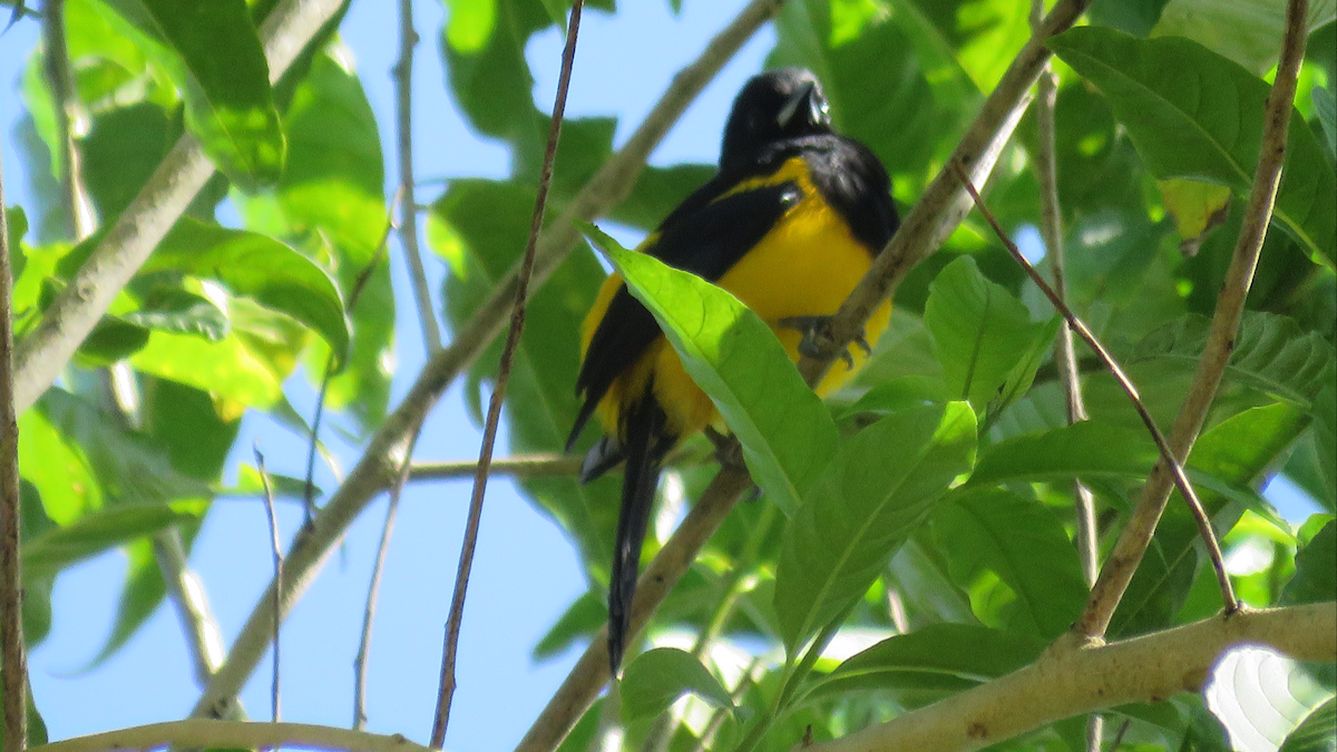 Black-cowled Oriole - ML23943961