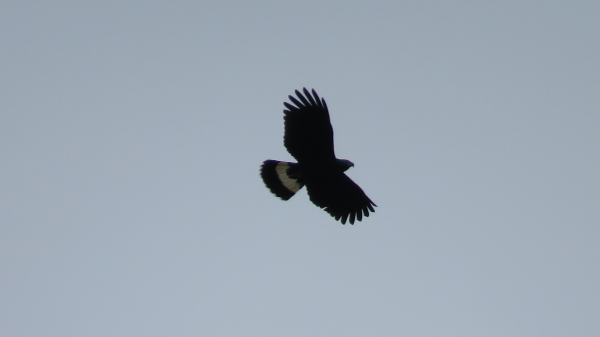 Hook-billed Kite - ML23944111