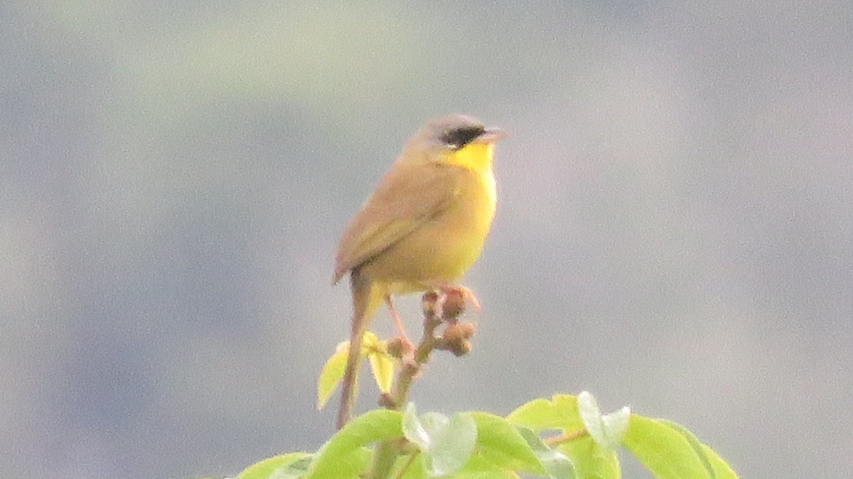 Gray-crowned Yellowthroat - ML23944191