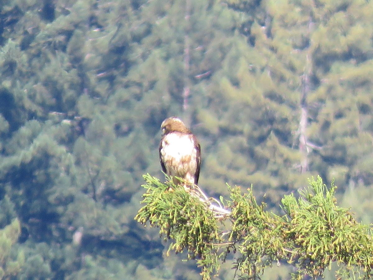 Red-tailed Hawk - ML239442321