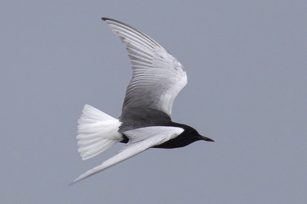 White-winged Tern - ML239442341