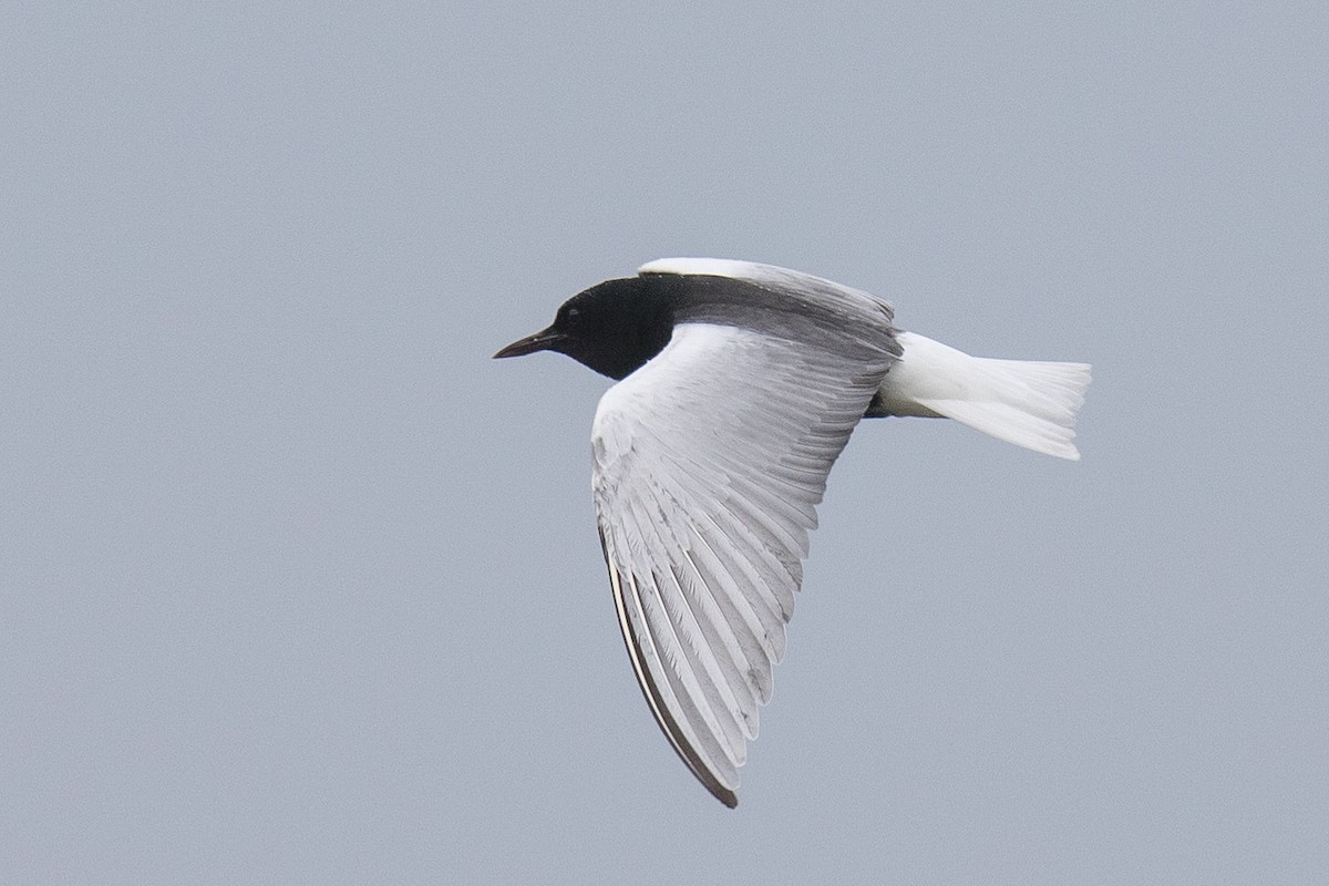 White-winged Tern - ML239442401