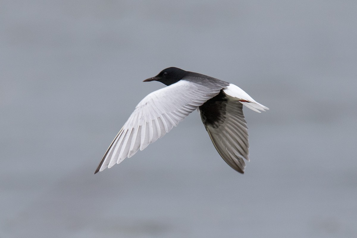 White-winged Tern - ML239442441