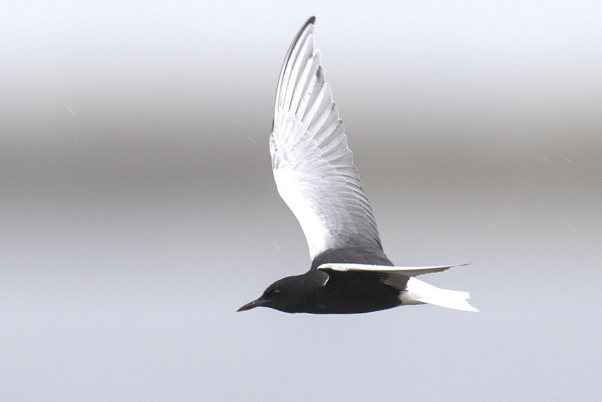 White-winged Tern - ML239442501