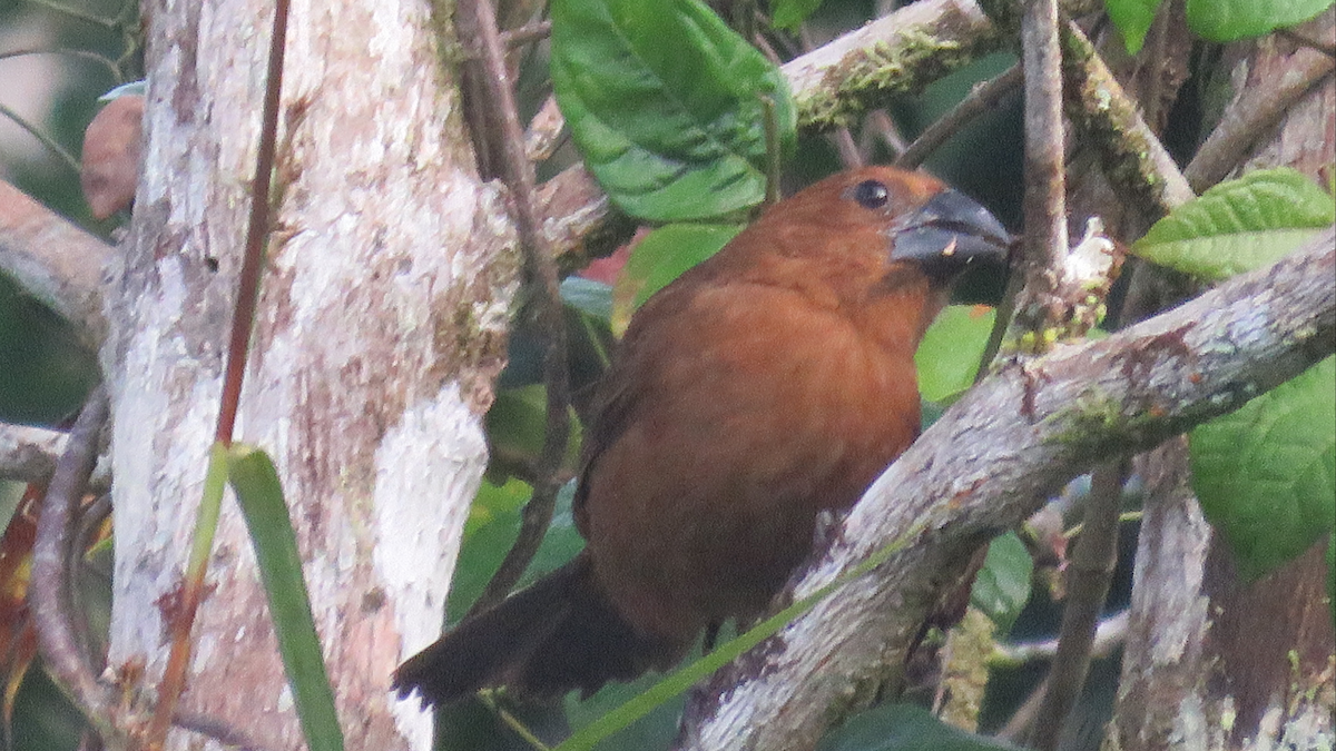 Blue-black Grosbeak - ML23944251