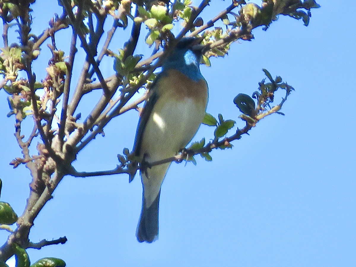 Lazuli Bunting - ML239442541