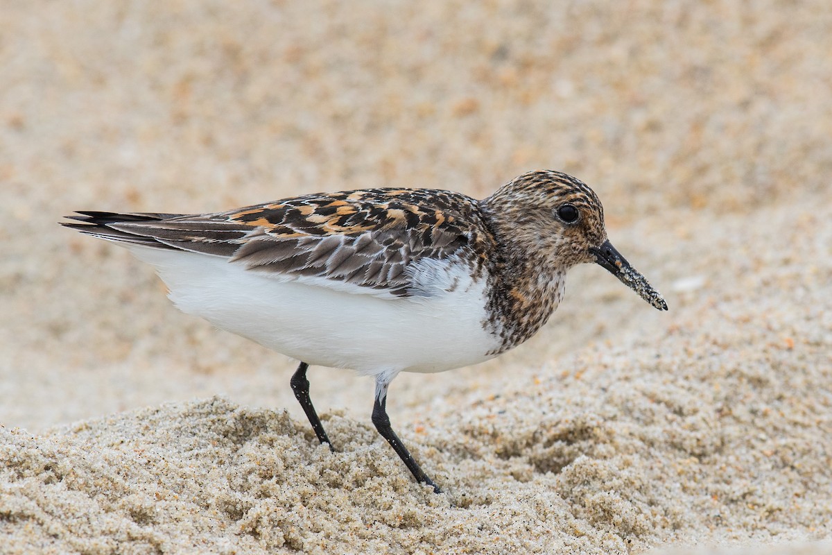 Sanderling - ML239442991