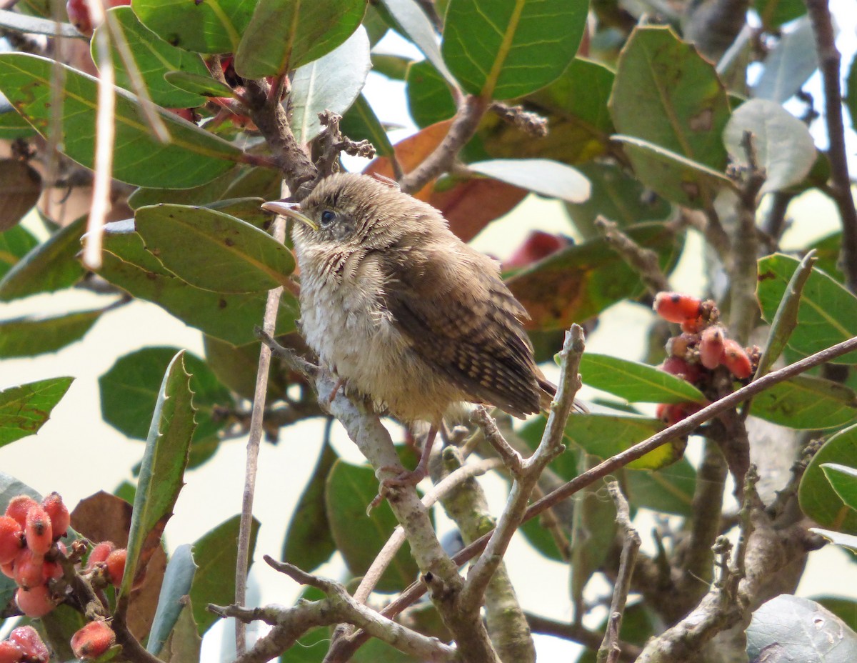 House Wren - Rustom Jamadar