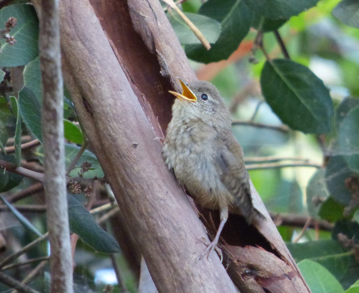 House Wren - ML239443511