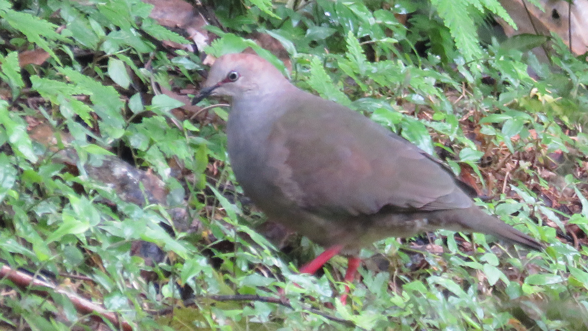 Gray-chested Dove - ML23944411