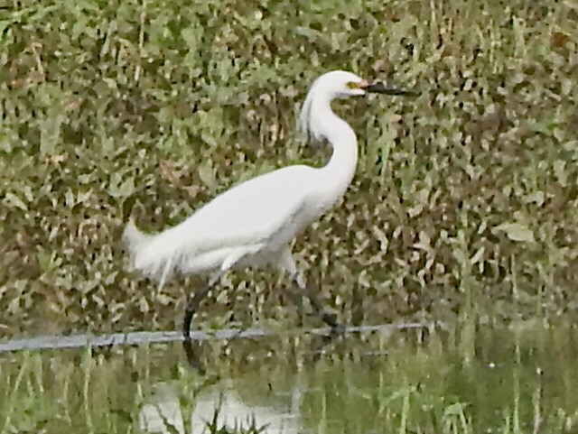 Snowy Egret - ML239444541