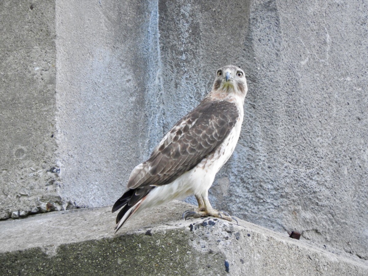 Red-tailed Hawk - ML239446181