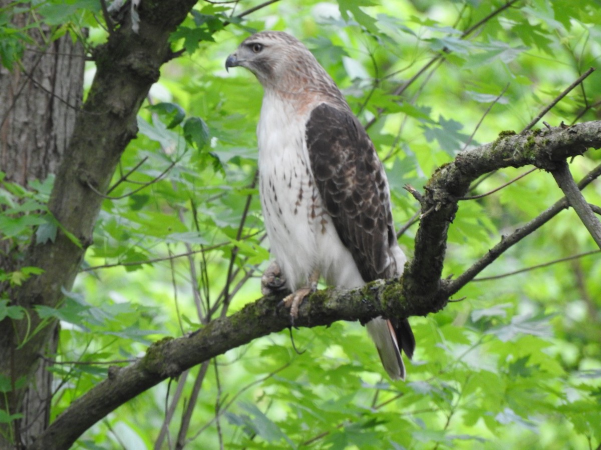 Red-tailed Hawk - ML239446191