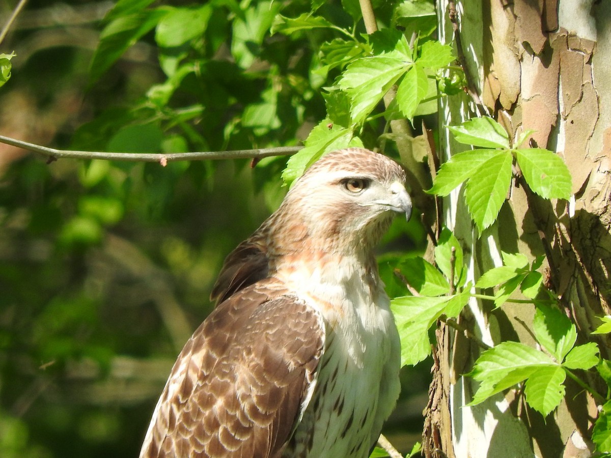 Red-tailed Hawk - ML239446201