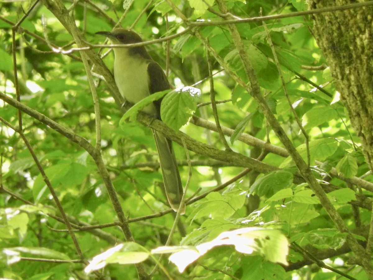 Black-billed Cuckoo - ML239446231