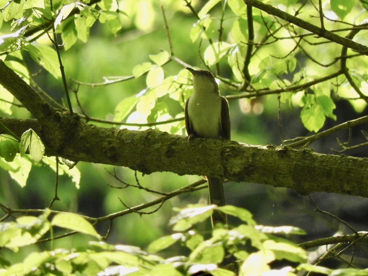 Black-billed Cuckoo - ML239446241