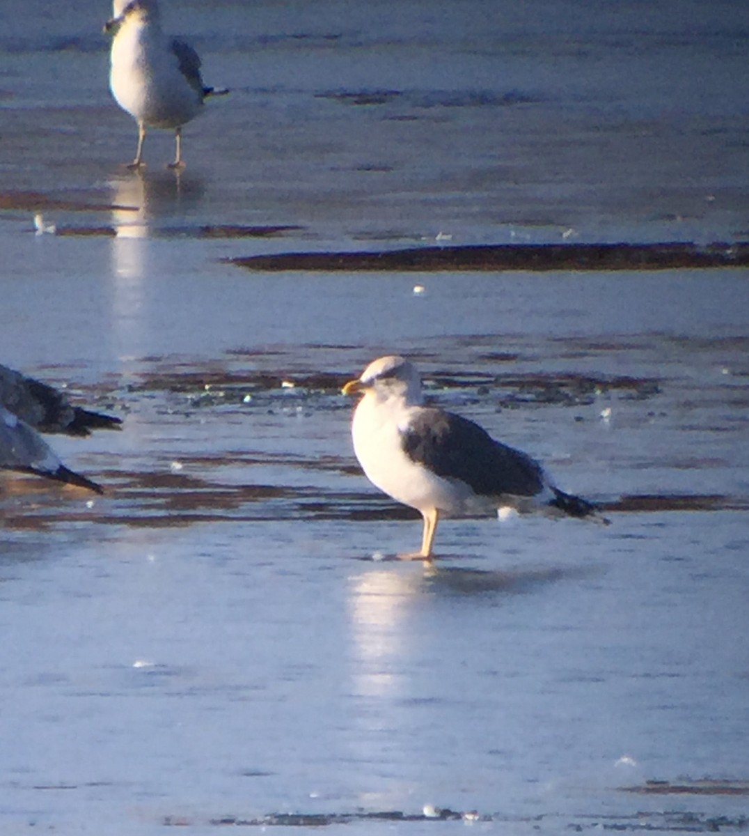 Lesser Black-backed Gull - ML23944631