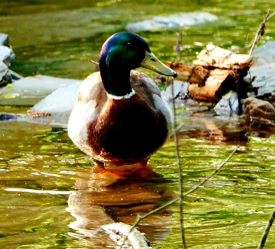 Canard colvert - ML239446841