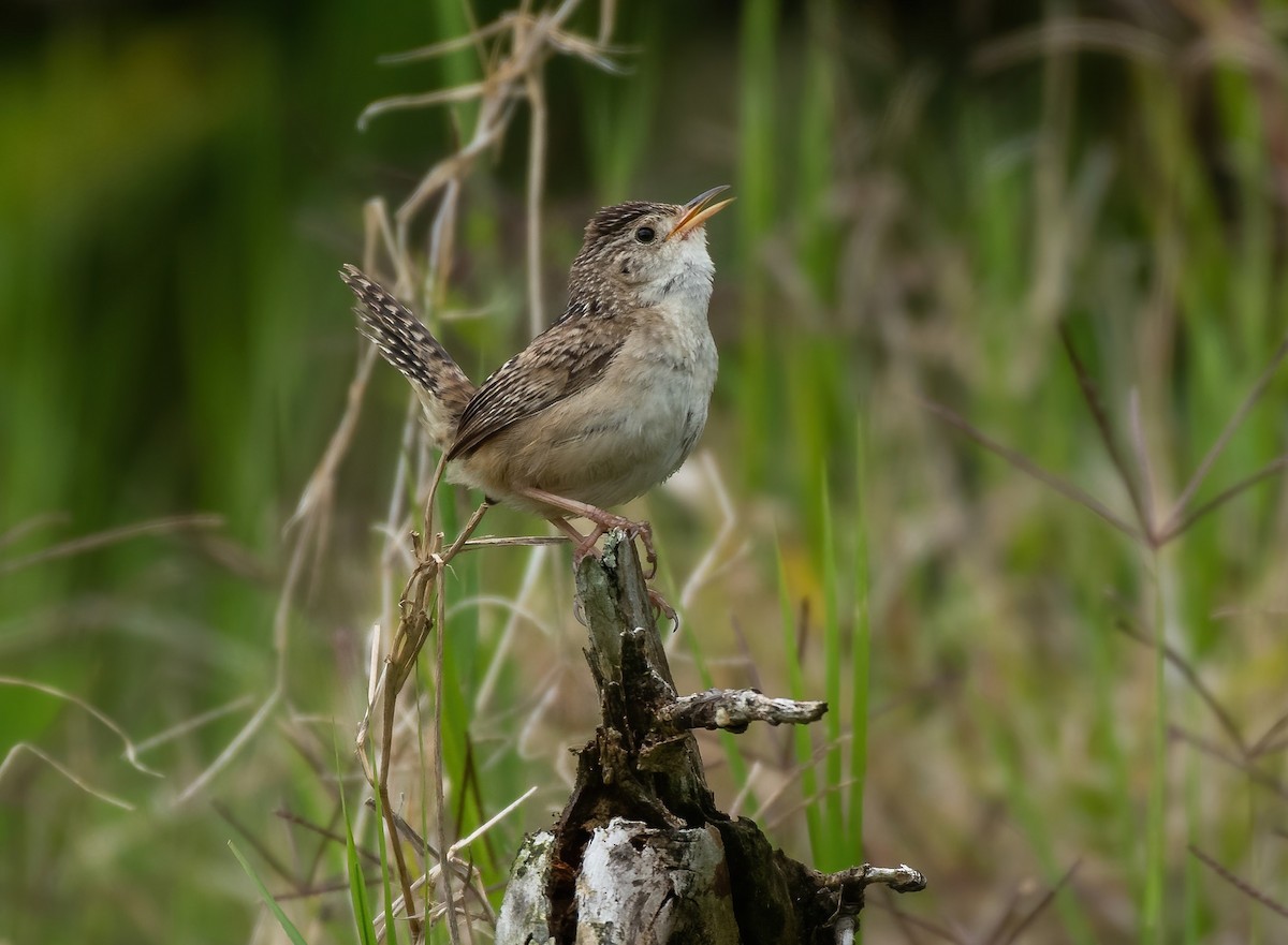 Grass Wren - ML239447401